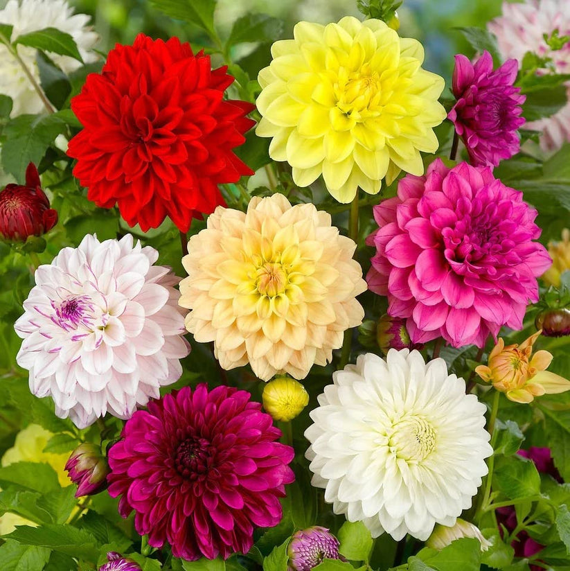 Dahlia Double Opera Dwarf Mix 60 Seeds