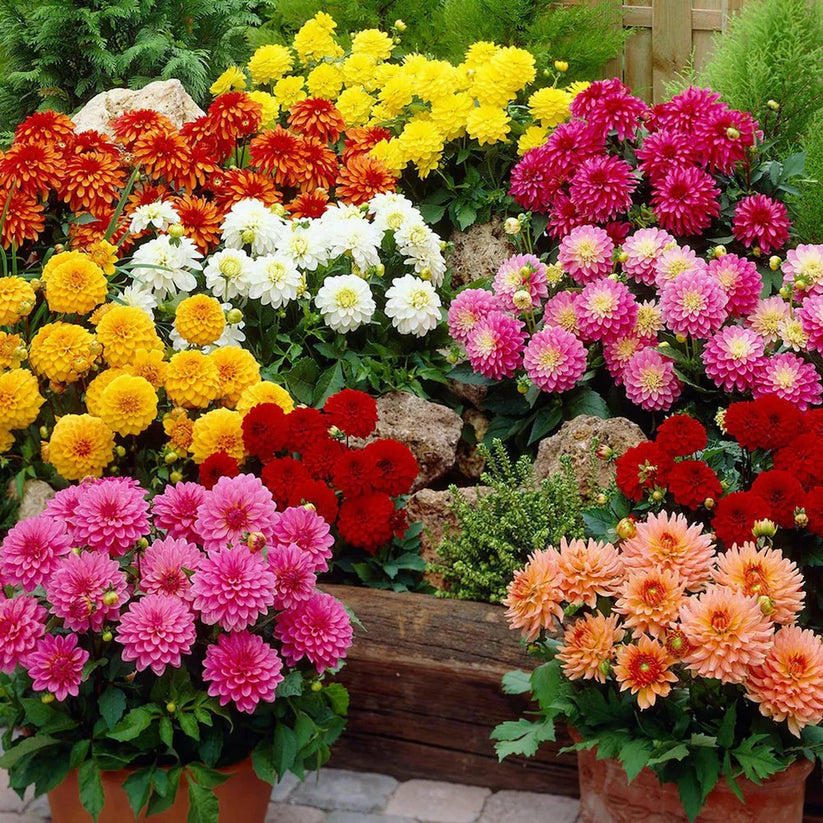 Dahlia Double Opera Dwarf Mix 60 Seeds
