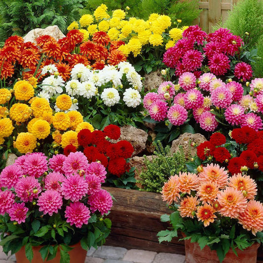 Dahlia Double Opera Dwarf Mix 60 Seeds