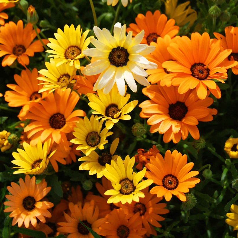 African Daisy 220+ Seeds (0.5gm)