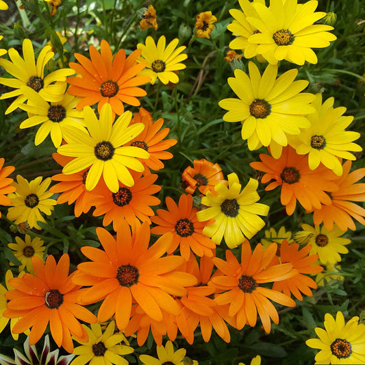 African Daisy 220+ Seeds (0.5gm)