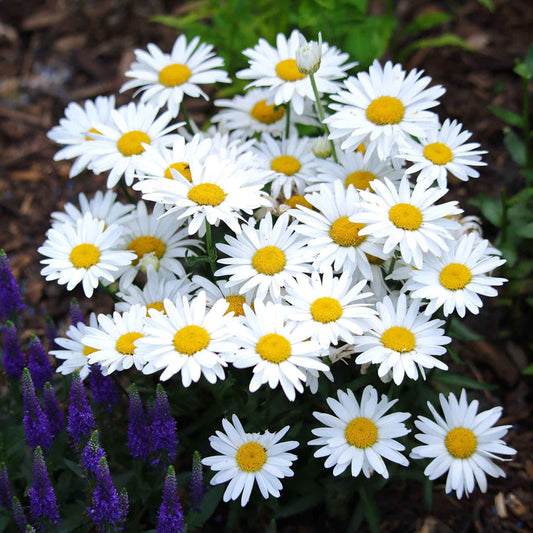 Shasta daisy 350+ Seeds (0.5gm)