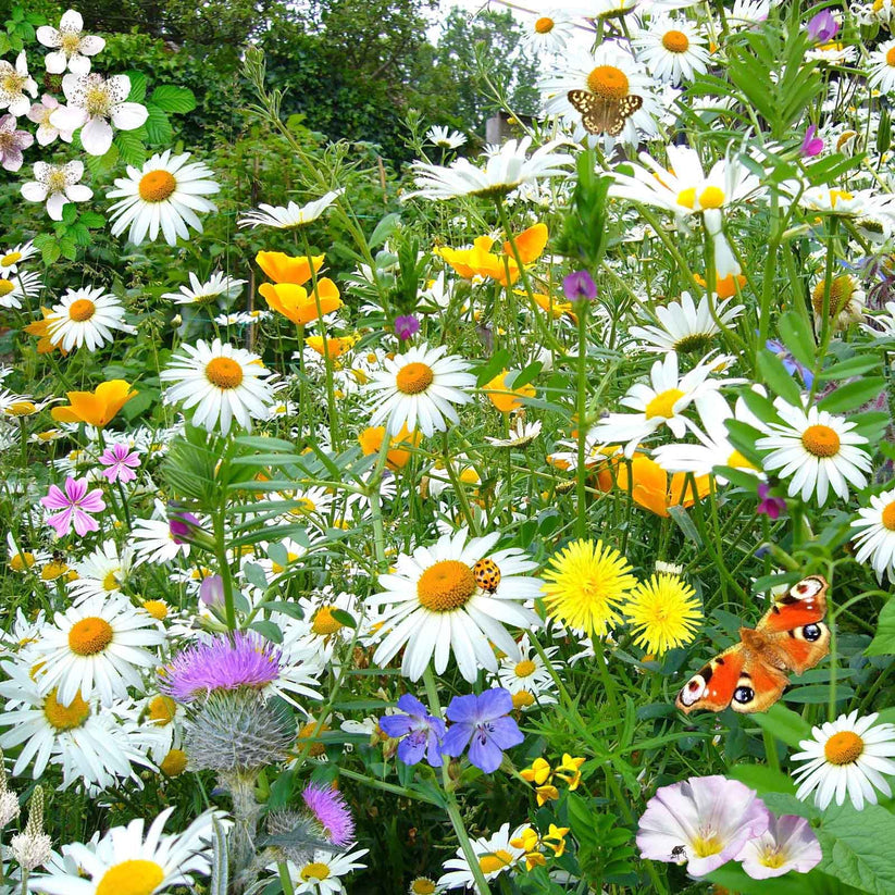 Shasta daisy 350+ Seeds (0.5gm)