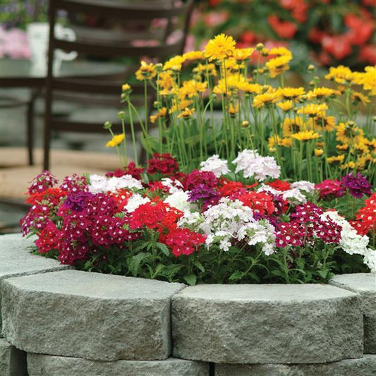 Verbena Hybrida Mix 200+ Seeds (0.5gm)
