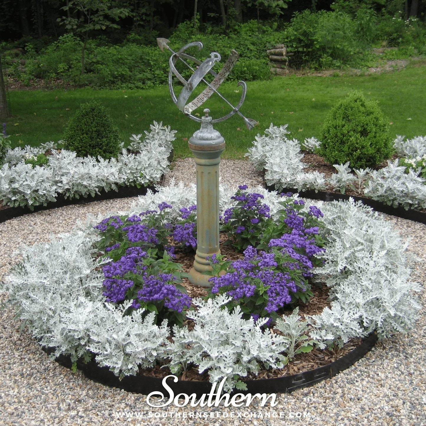 Silver Dust Dwarf 1gm (1800 Seeds)