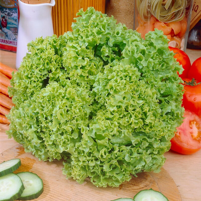 Green Lollo Lettuce 1gm (0151)
