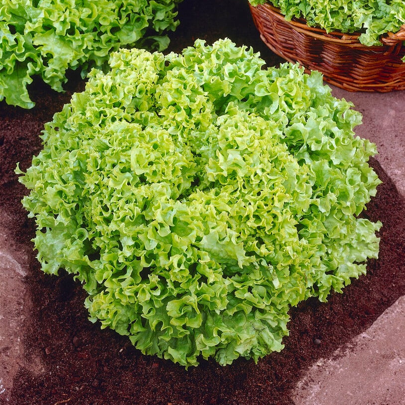 Green Lollo Lettuce 1gm (0151)