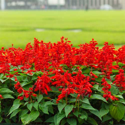 Salvia Red Fire 150+ Seeds (0.5gm)
