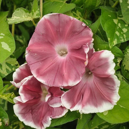 Morning Glory Chocolate 1gm (0155)