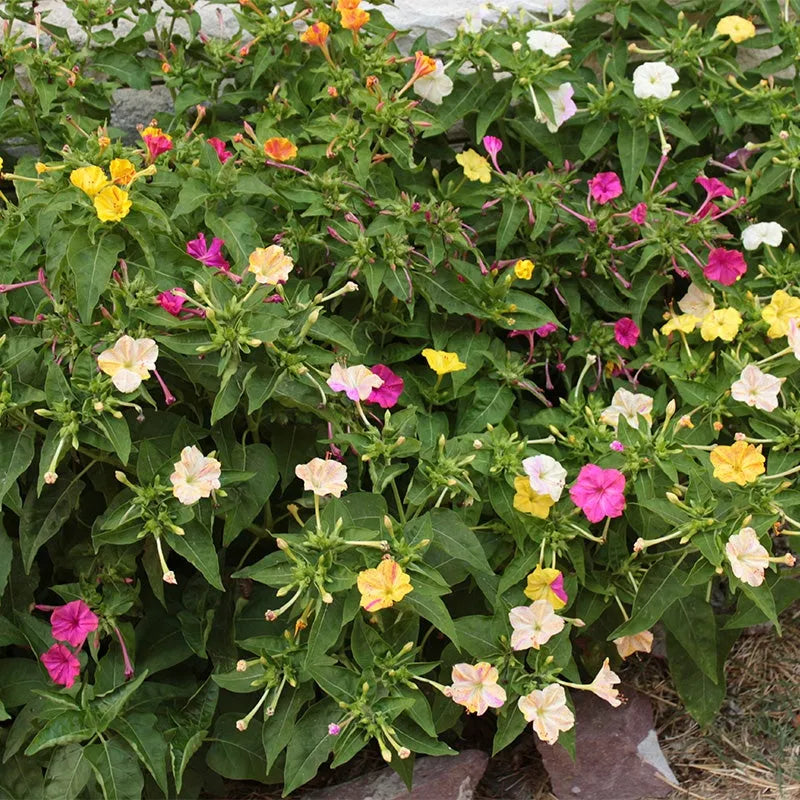 Four O’Clock Mix 1gm (0112)