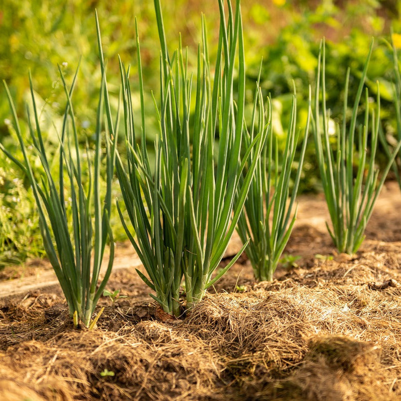 Lisbon Onion 200+ Seeds (0.5gm)