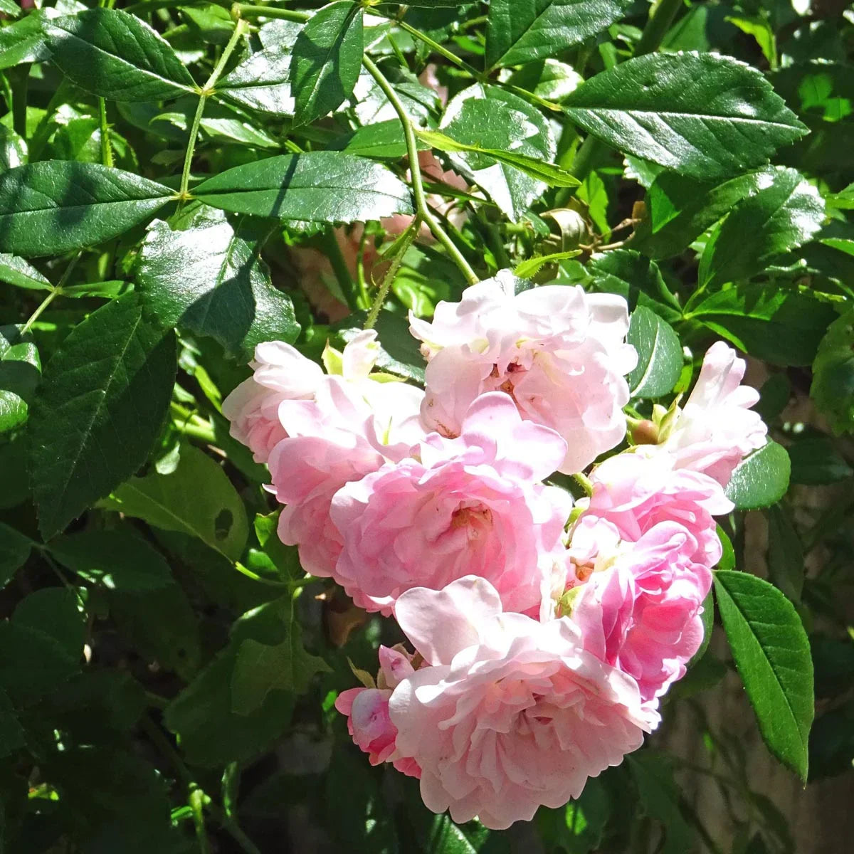 Pink Rose 30 Seeds