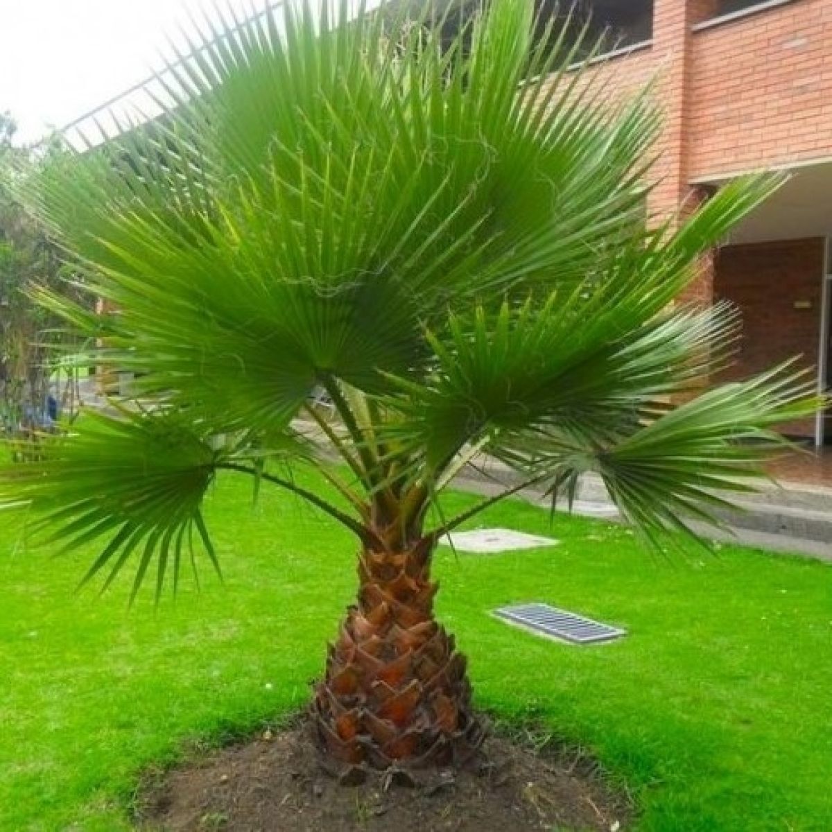 Mexican fan palm 1 Seeds