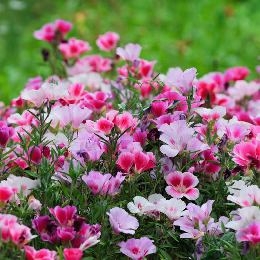 Godetia Grandiflora Dwarf 800+ Seeds (0.5gm)