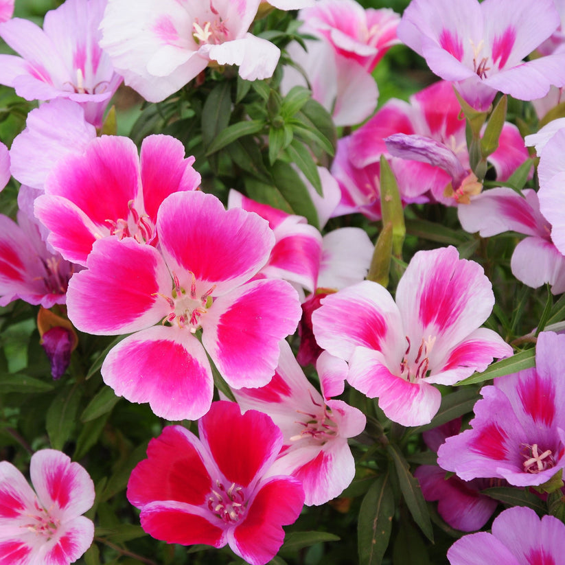 Godetia Grandiflora Dwarf 800+ Seeds (0.5gm)