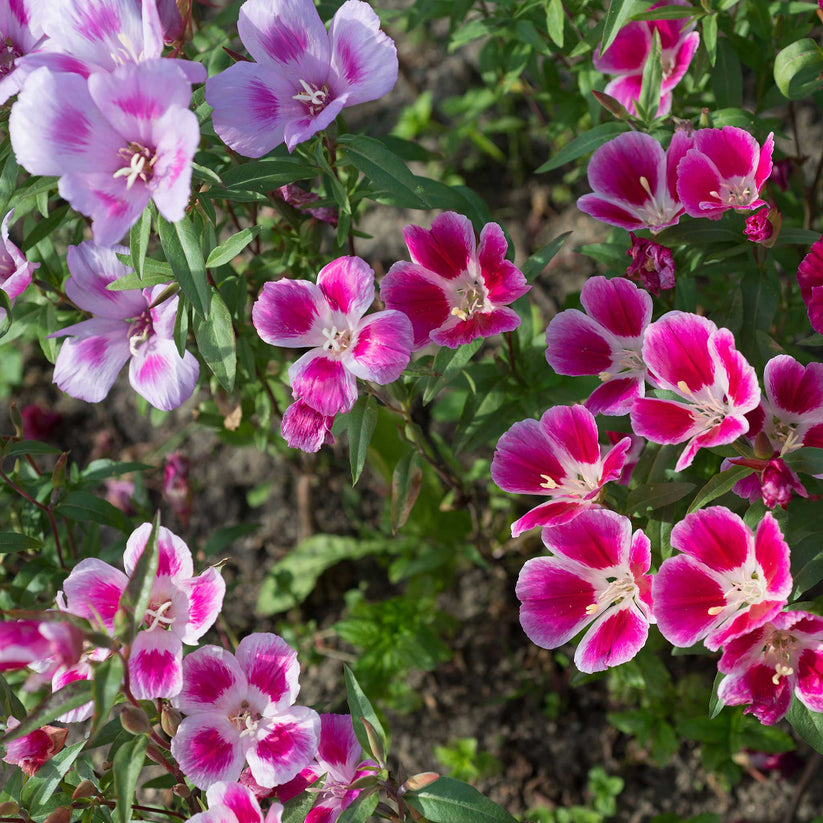 Godetia Grandiflora Dwarf 800+ Seeds (0.5gm)