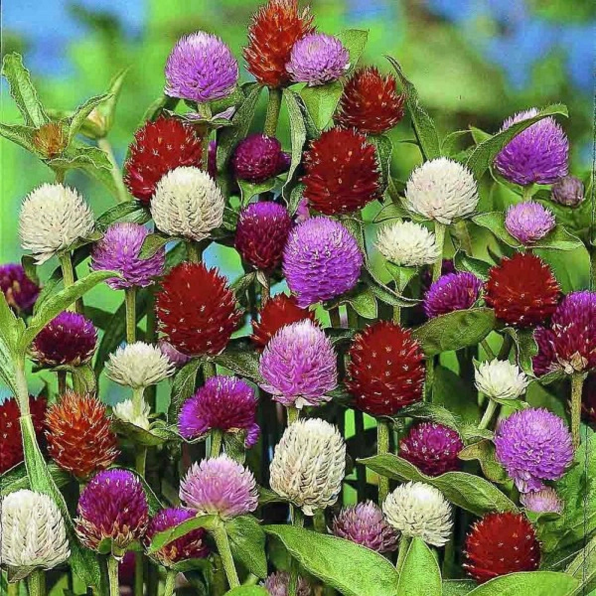 Gomphrena Formula Dwarf Mix 0.5gm (0133)