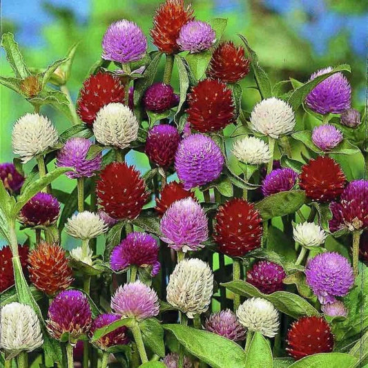 Gomphrena Formula Dwarf Mix 0.5gm (0133)