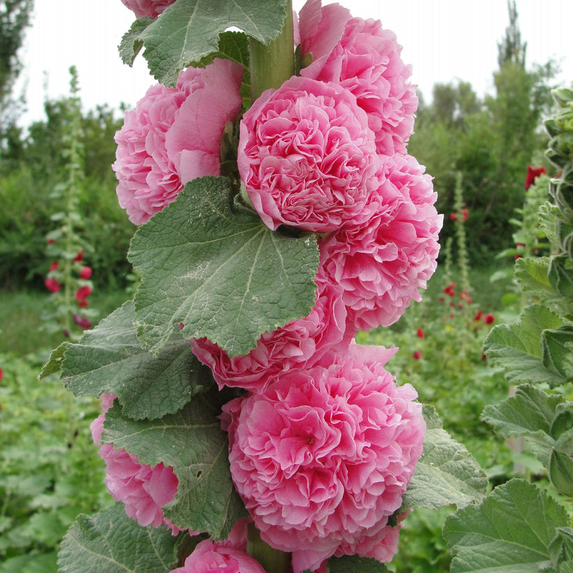 Hollyhock Charter’s Double 30 Seeds