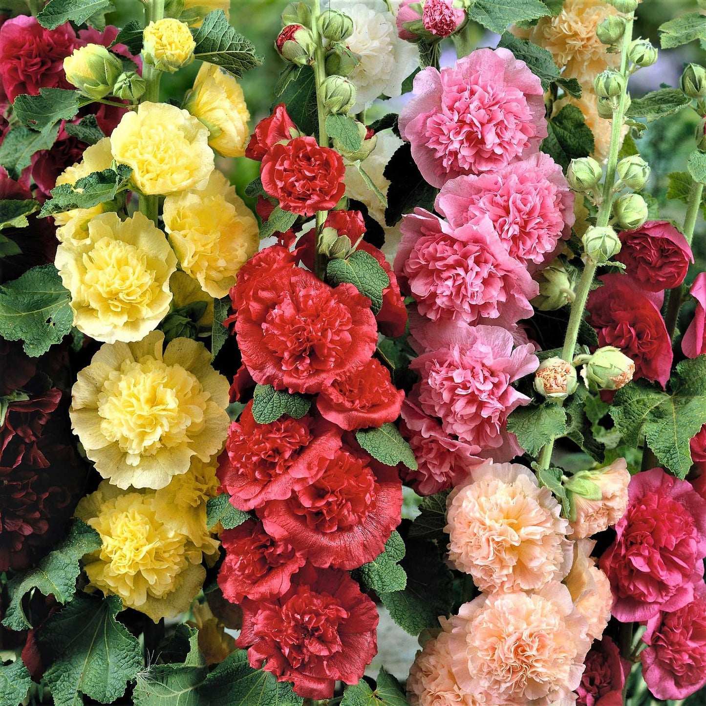 Hollyhock Charter’s Double 30 Seeds