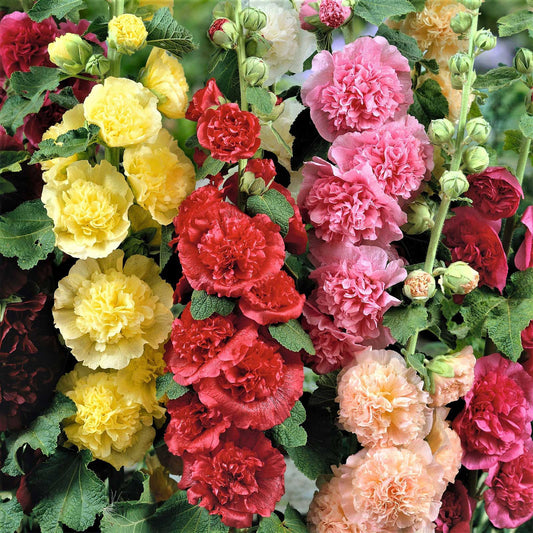Hollyhock Charter’s Double 30 Seeds