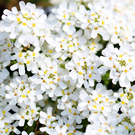 Candytuft White Dwarf 200+ Seeds (0.5gm)