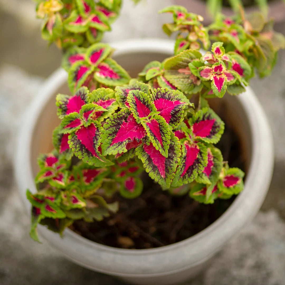 Coleus Rainbow Mix 0.5gm