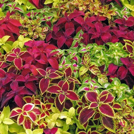 Coleus Rainbow Mix 0.5gm