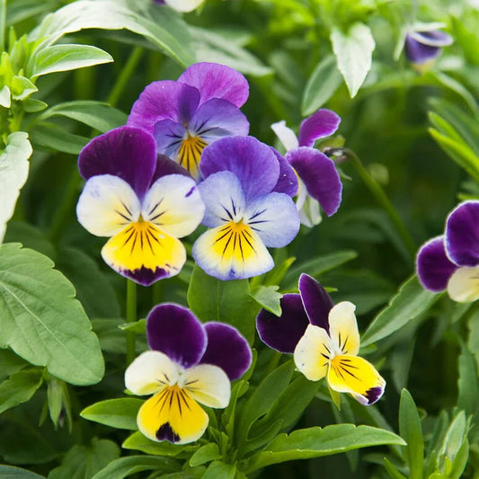 Pensy Viola Johny jump up 0.5gm (500+ Seeds)