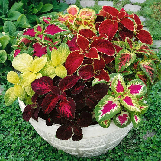 Coleus Rainbow Mix 0.5gm