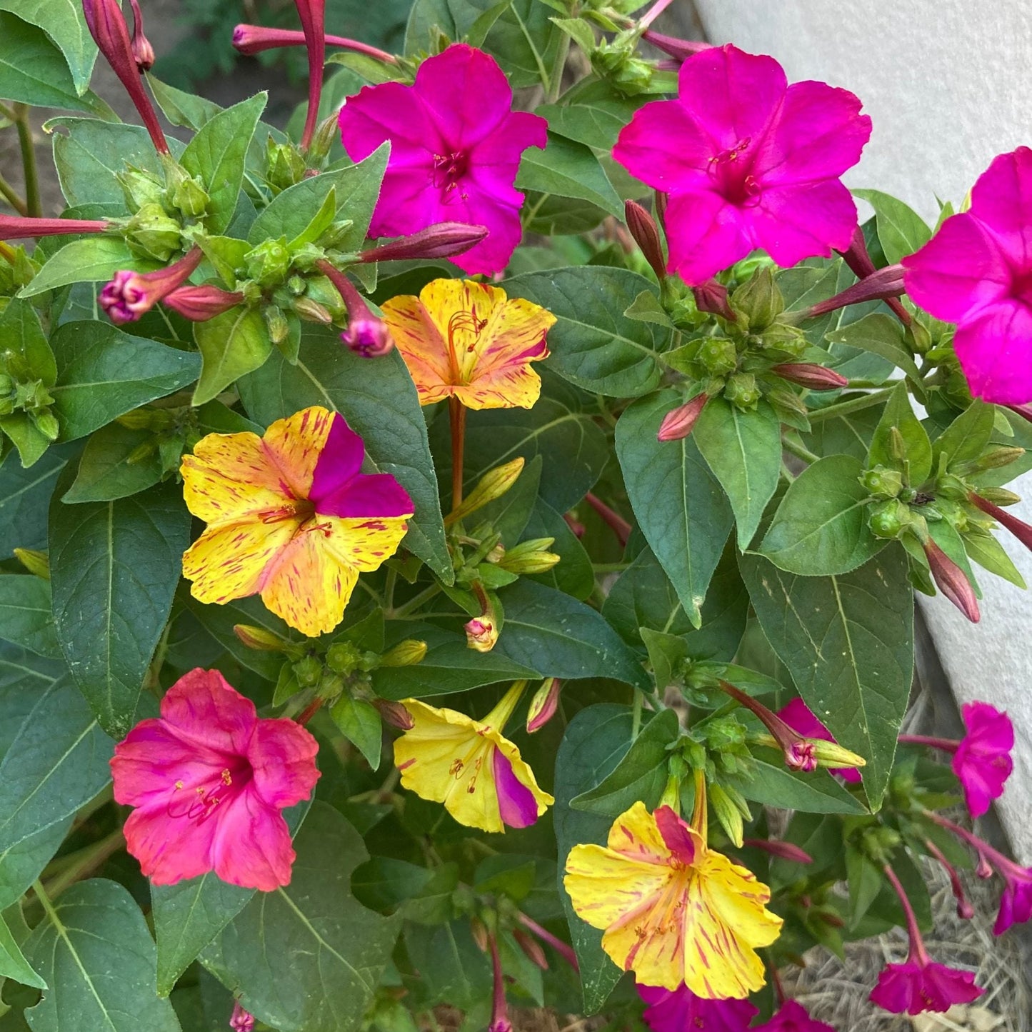 Four O’Clock Bio Color 2gm Seeds (0111)