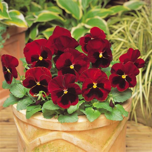 Pensy F1 Red Blotch (500+ Seeds)