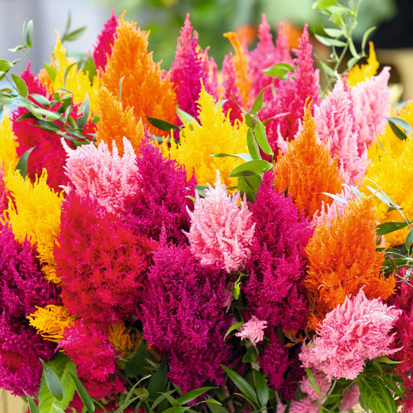 Celosia Pulmosa Tall Mix 0.5gm (0169)