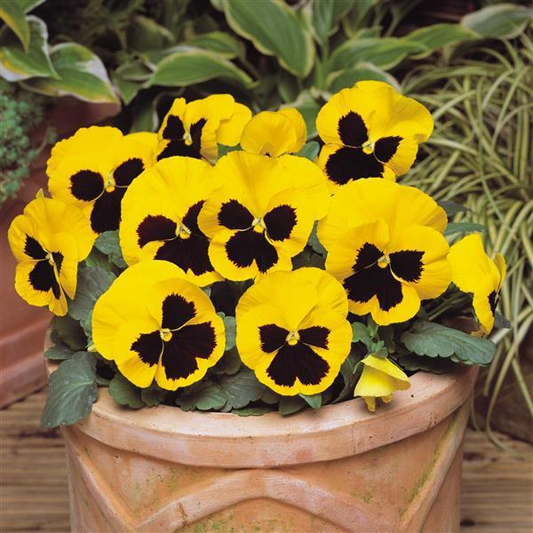 Pensy F1 Yellow Blotch (500+ Seeds)