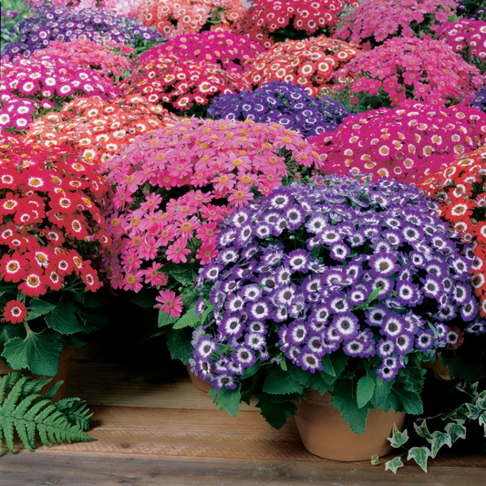 Cineraria Hybrida Mix 2000+ Seeds (0.5gm)