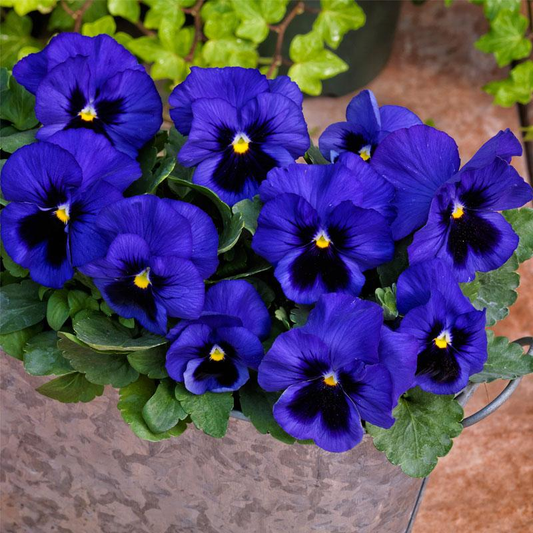Pensy F1 Blue Blotch (500+ Seeds)