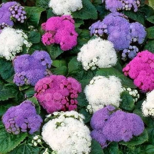 Ageratum Dwarf Ball Mix 3500+ Seeds (0.5gm)