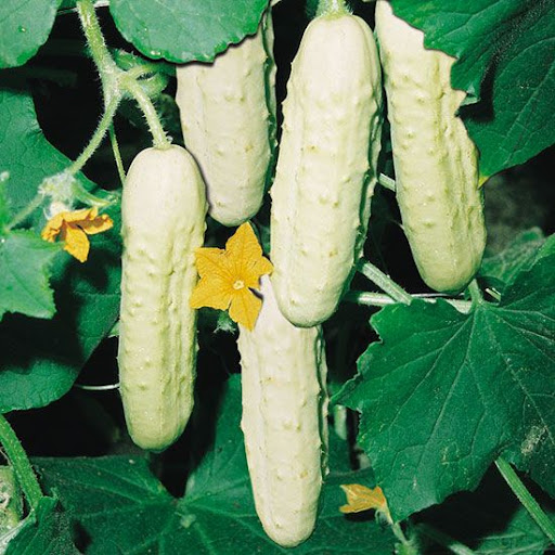 White Melon Cucumber 1gm Seeds (0119)