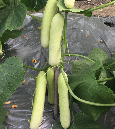 White Melon Cucumber 1gm Seeds (0119)