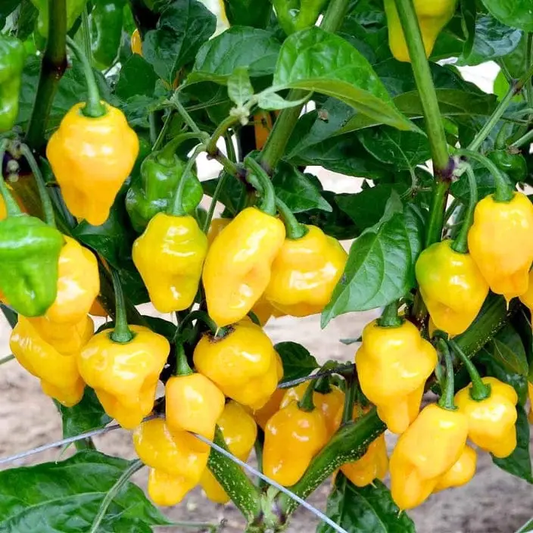 Habanero Yellow 0.25gm Seeds (0125)