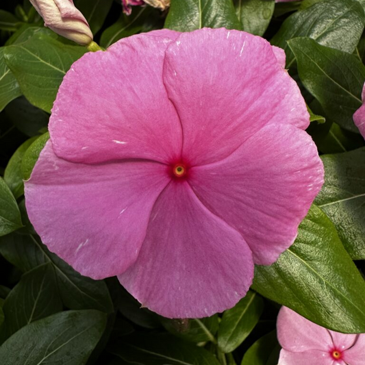 Vinca Soft Pink Dwarf 1gm (700 Seeds)