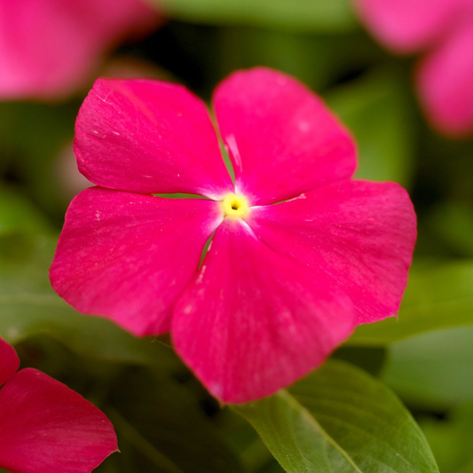 Vinca Deep Rose Dwarf 1gm (700 Seeds)