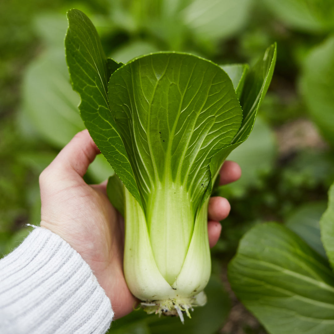 Pak Choi 500+ Seeds (1gm)