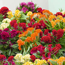 Celosia Cristata Tall 0.5gm Seeds (0128)