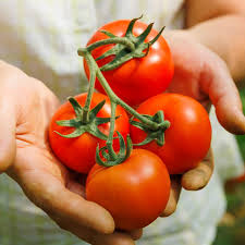 Hortus Pomodoro Campbell 33 Tomatoes 1.5gm