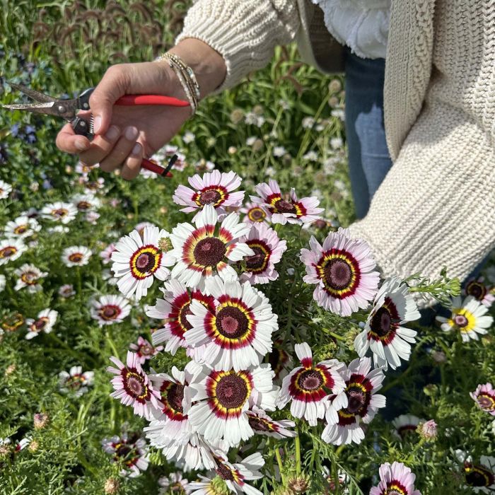 Chrysanthemum Rainbow Mix 170+ Seeds (0.5gm)
