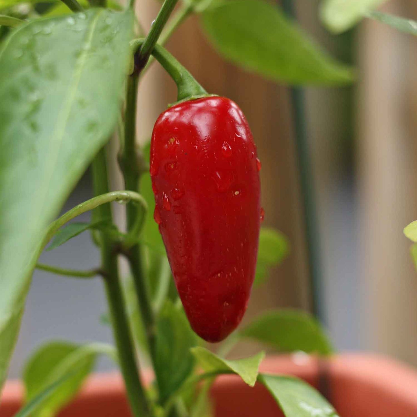 Red Jalapeno 150+ Seeds (1gm)