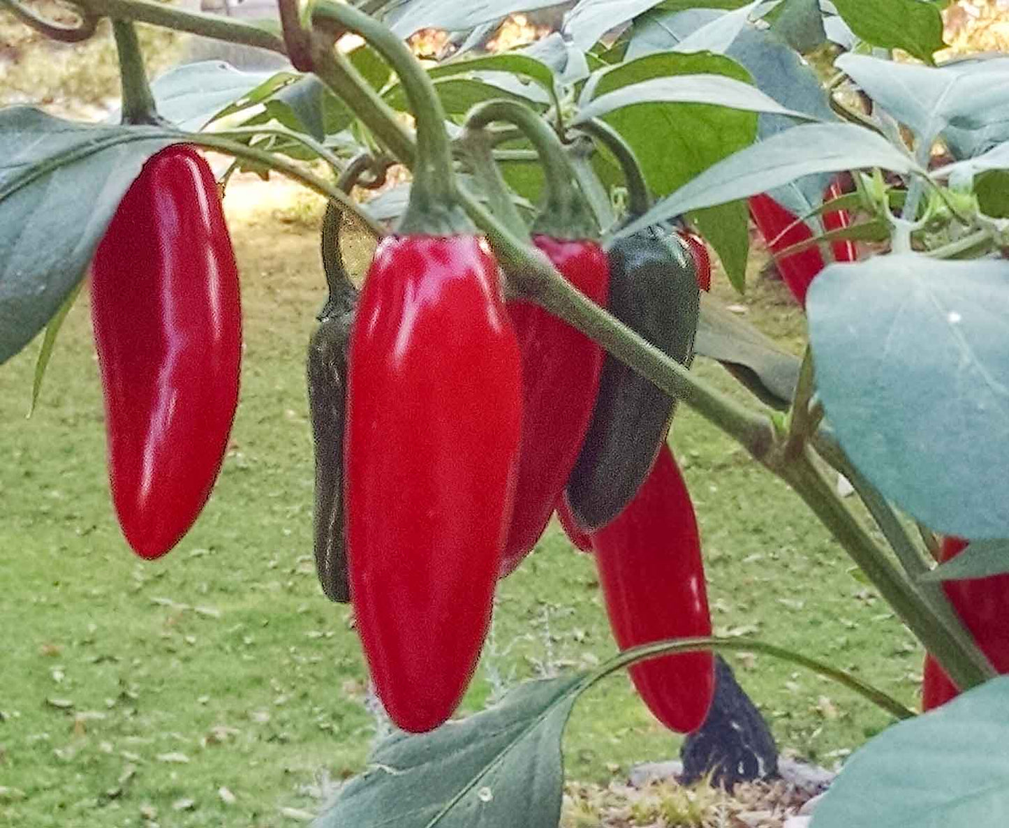 Red Jalapeno 150+ Seeds (1gm)