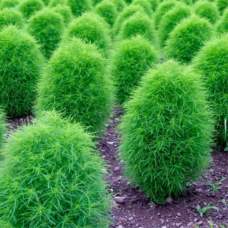 Kochia Bush 0.5gm (0117)