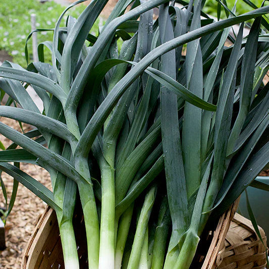 Leek 200+ Seeds (0.5gm)